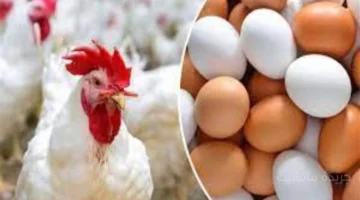 انخفاض مفاجئ.. سعر الفراخ اليوم يخالف التوقعات تحديث أسعار البيضاء والساسو 1